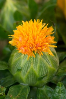 Orange Thistle Blossom
