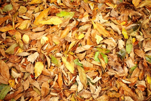 close up shot of colourful fallen leaves