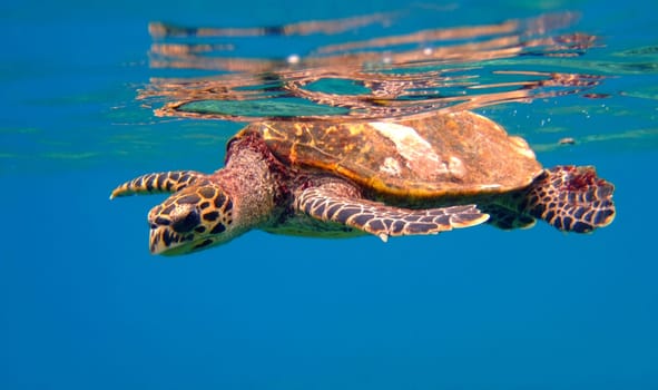 Hawksbill