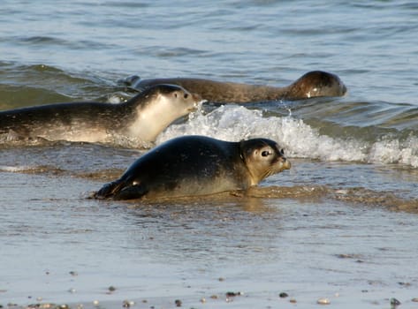 Seal pups on Heligoland