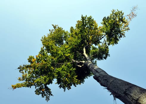 Treetop