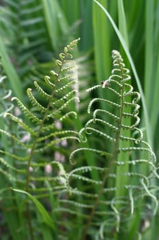Fern