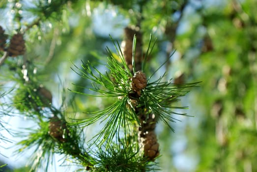 Pine needles