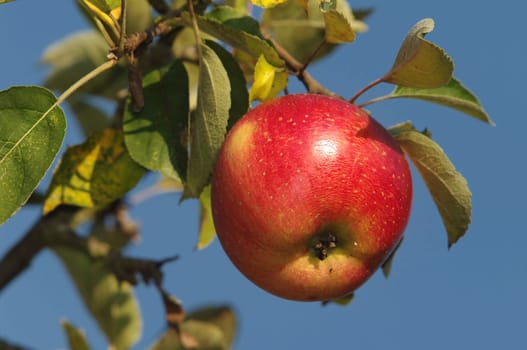 apple,apple tree