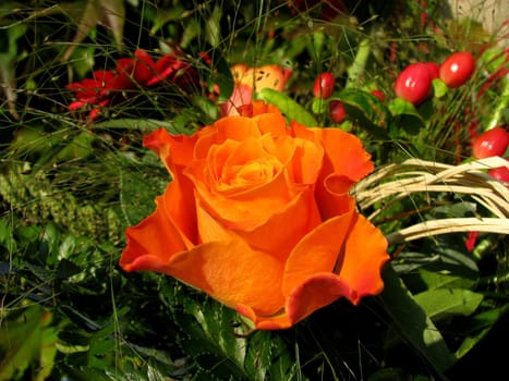 orange rose in bouquet