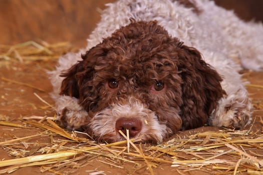Lagotto romagnolo Welbe