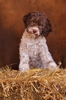 Lagotto Romagnolo,Welbe