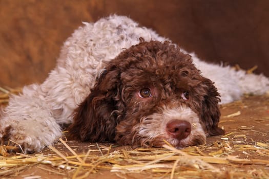 Lagotto Romagnolo,Welbe