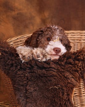 Lagotto Romagnolo,Welbe
