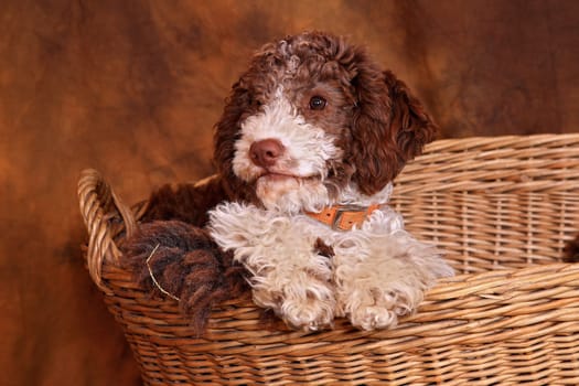 Lagotto Romagnolo,Welbe