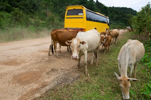 Main street in Laos