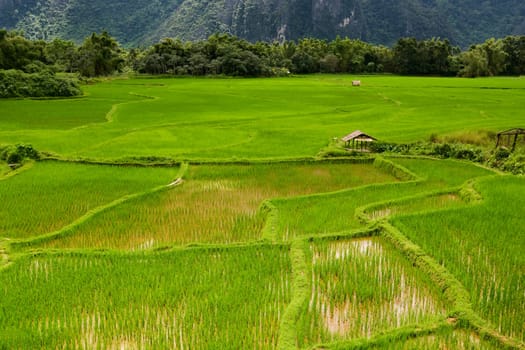 Rice field in Laos,Vang Vieng