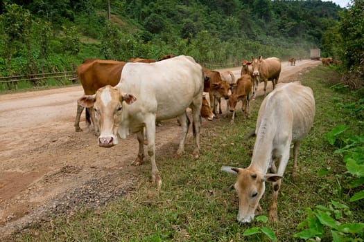 Main street in Laos