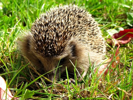 Hedgehog