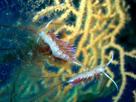 Nudibranchs