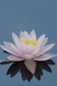 Water Lily 02