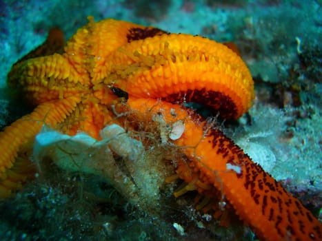 red starfish from below