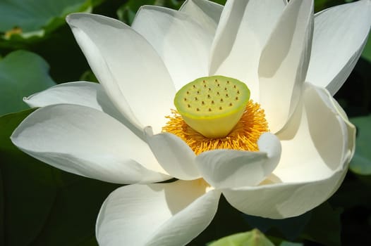 Lotus 02