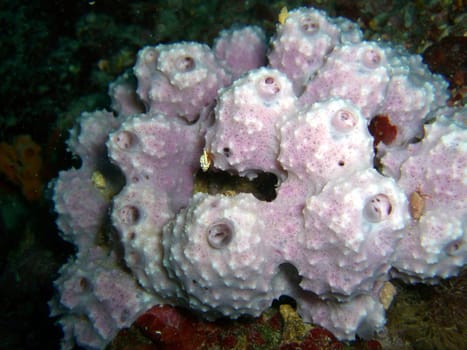 Sponge