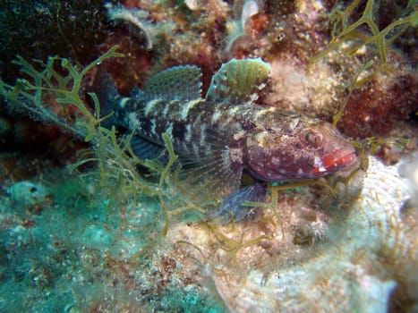 Bloodmouth Goby