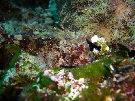 small brown scorpionfish head