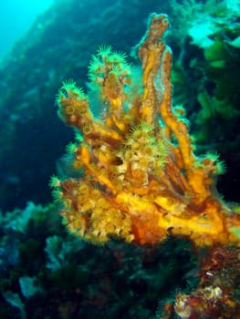 Crust anemone on antler sponge