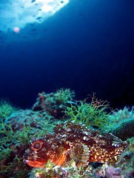 small brown scorpionfish head
