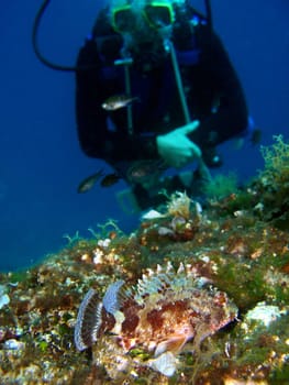 Diver and Scorpionfish