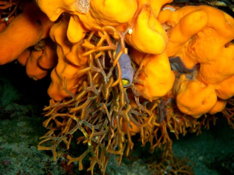 Sponge and bryozoans