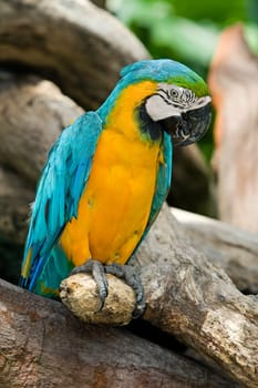 Magnificent parrot outdoors