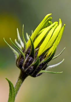 Jerusalem artichoke (Helianthus tuberosus): This perennial herbaceous plant grows up to three meters tall. The cup-shaped inflorescences,which can be up to eight centimetres wide,bloom from August to November. Jerusalem artichoke is native to North and Central America. The Plant