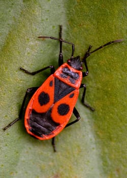 Common fire bug (Pyrrhocoris apterus): Pyrrhocoridae is a family of bugs in the family Heteroptera. They are often mistakenly referred to as &amp #8222 Fire Beetle&amp #8220 or "cobbler beetle""."