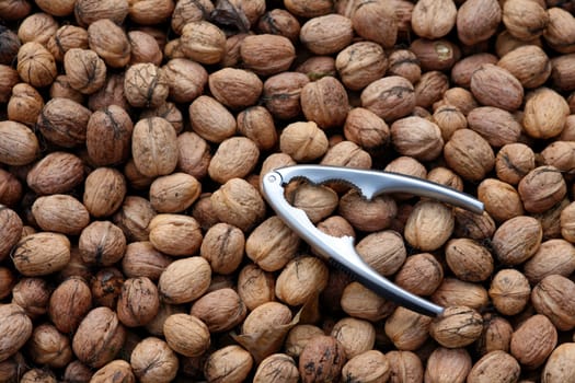 Walnut harvest