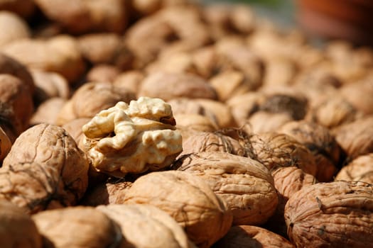Walnut harvest