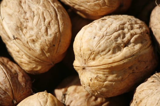 Walnut harvest