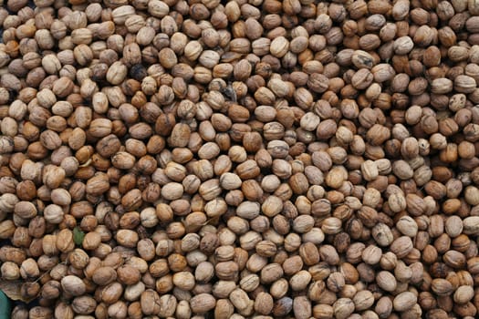 Walnut harvest