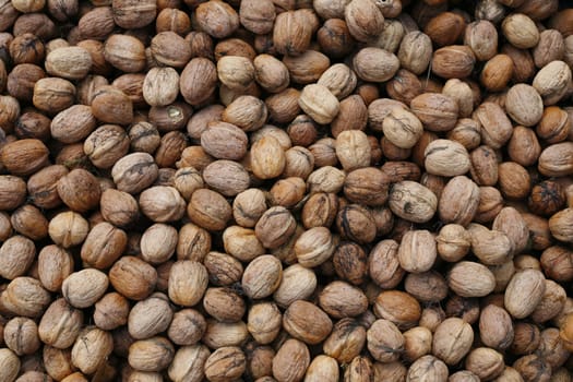 Walnut harvest