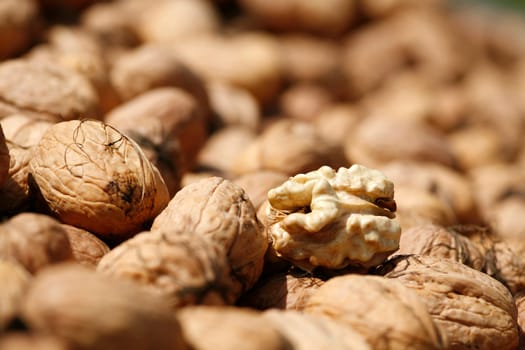 Walnut harvest