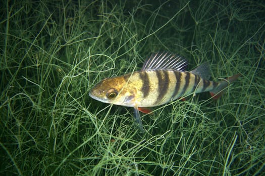 Perch