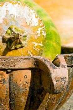 Pumpkin Harvest