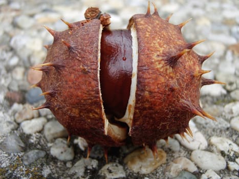 chestnut