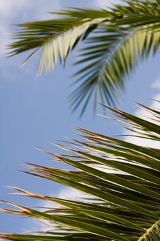 palm leaf
