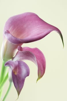 3 Callas