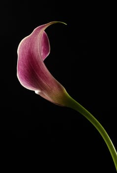 Calla