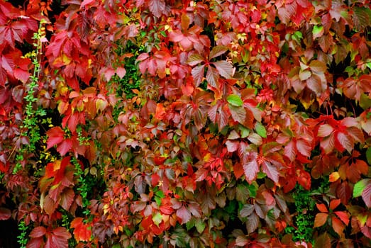 Vine leaves in autumn