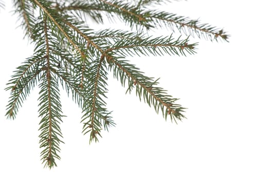 branch fir tree