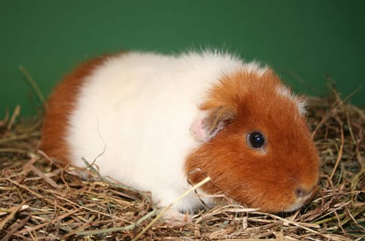 US teddy guinea pig in hay