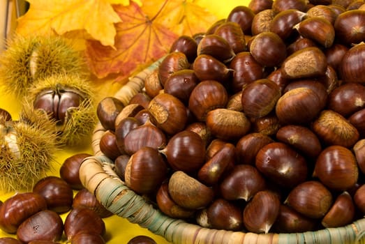 Edible chestnuts in basket