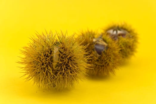 Ess - Chestnuts in October