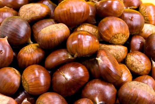Edible chestnuts